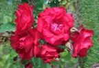 Royal Show rose photo