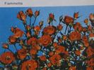 Fiammetta rose photo