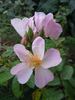 Maaseik rose photo