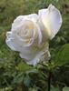 Crystalline ™ rose photo