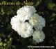 Flocon de Neige rose photo