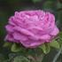 Gourdault rose photo