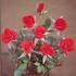 Hot Shot rose photo