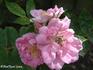 Monsieur Hélye rose photo