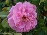 Germanica var. B rose photo