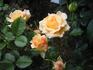 Colossus ™ rose photo