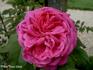 Pauline Lansezeur rose photo