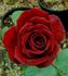 Black Velvet rose photo