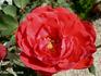 Bengale Rouge rose photo