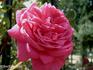 Madame Charles Détraux rose photo
