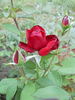 Antonia Ridge ® rose photo
