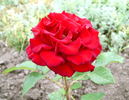 Antonia Ridge ® rose photo