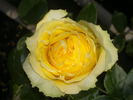 Silvia Hit ® rose photo