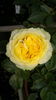 Silvia Hit ® rose photo