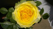 Silvia Hit ® rose photo