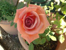 Taffeta rose photo