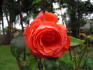 Sweet Promise ™ rose photo
