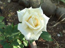 Norwich Cathedral rose photo