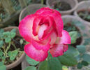 Pinnacle rose photo