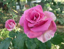 Southern Breeze rose photo