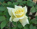 Tivoli Gardens rose photo