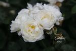 Colibri rose photo
