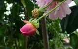 Clytemnestra rose photo