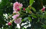 Clytemnestra rose photo
