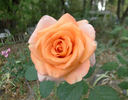 Seventh Heaven rose photo