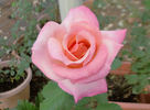 Straight Arrow ™ rose photo
