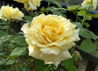 Tivoli Gardens rose photo