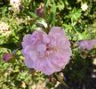 Sakura-Hime rose photo