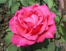Chopin rose photo