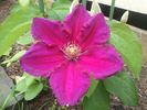 Ernest Markham clematis photo