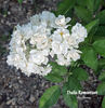 Thalia Remontant rose photo