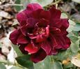 Purple Buttons rose photo