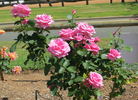 Editor McFarland rose photo
