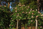 White Maman Cochet, Cl. rose photo