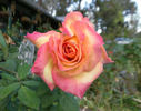Classic Beauty ™ rose photo