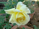 Golden Girl rose photo