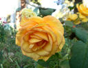 Sundance ™ rose photo