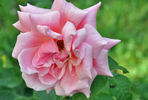 Willowmere rose photo