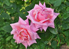 Willowmere rose photo