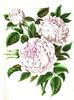 Madame Lacharme rose photo
