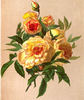 Claire Carnot rose photo