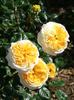 Skeeter rose photo