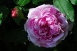 Jacques Cartier Grimpant rose photo