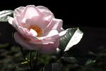 Disco Lemonade rose photo