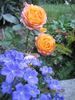Baby Romantica ® rose photo