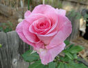 Bridal Shower ™ rose photo